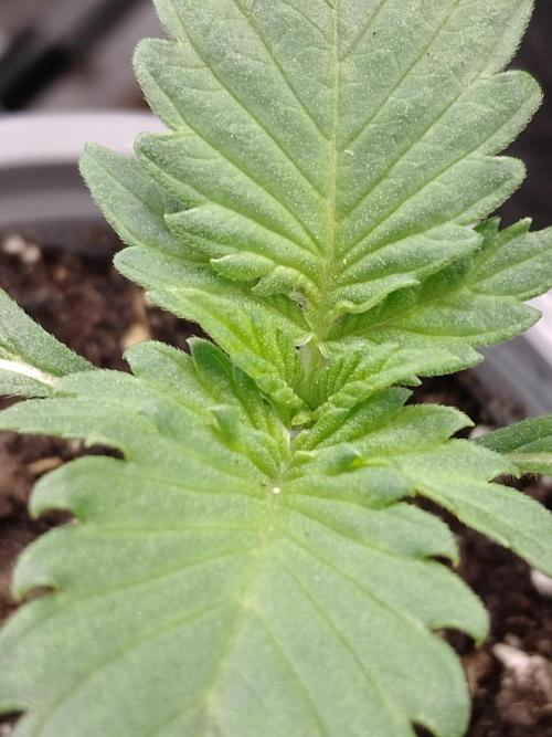 IGrowCan Sherbet Queen Auto RQS. Week 1