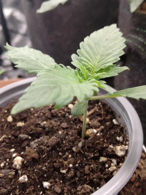 IGrowCan Sherbet Queen Auto RQS. Week 1