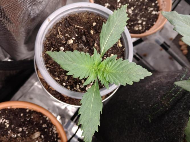 IGrowCan Sherbet Queen Auto RQS. Week 1