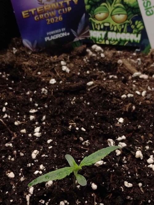 Zamnesia🍯Sticky Broccoli🥦EGC2026. Week 0