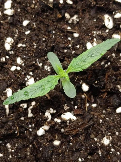 Zamnesia🍯Sticky Broccoli🥦EGC2026. Week 0