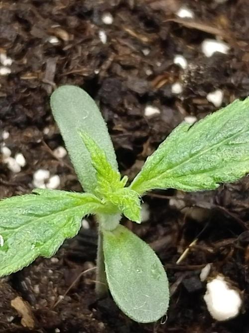 Zamnesia🍯Sticky Broccoli🥦EGC2026. Week 0