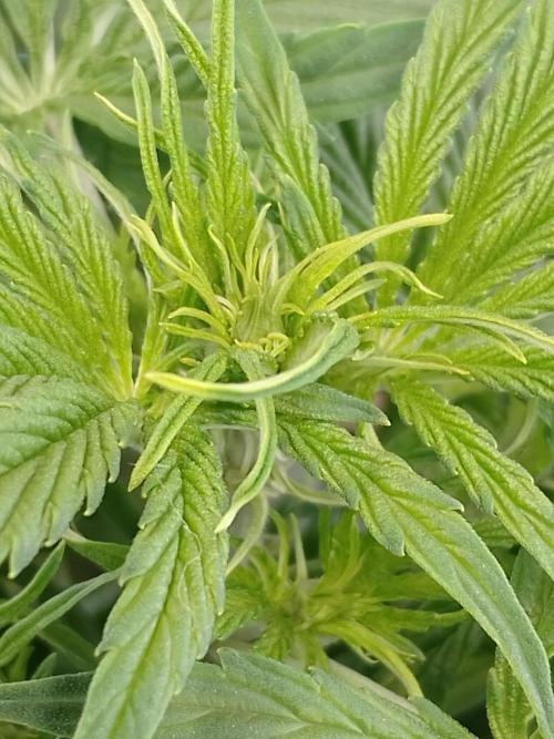 🛸Milky Way F1 RQS🦁. Week 5