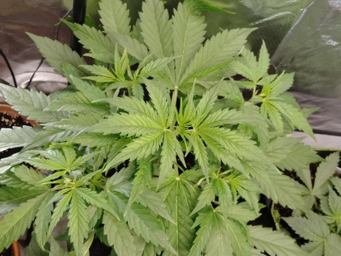 🧠💭Amnesia Haze Auto RQS🦁. Week 3