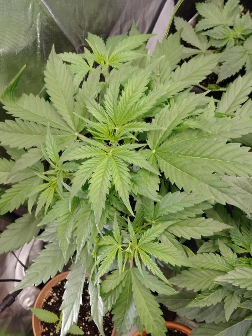 🧠💭Amnesia Haze Auto RQS🦁. Week 3