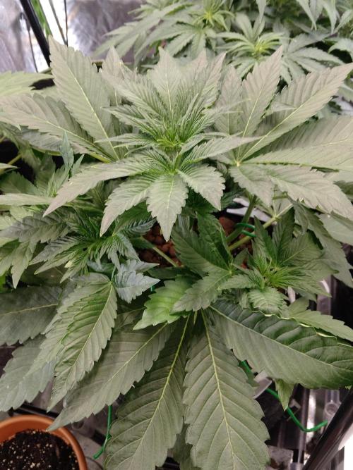 👑🦍Royal Gorilla Auto RQS🦁. Week 3