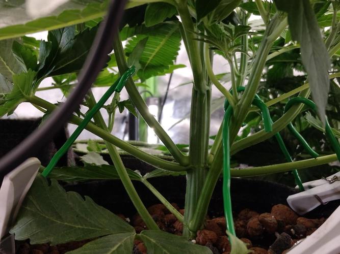 👑🦍Royal Gorilla Auto RQS🦁. Week 3