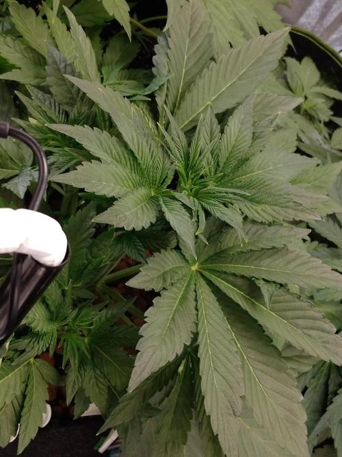 👑🦍Royal Gorilla Auto RQS🦁. Week 3