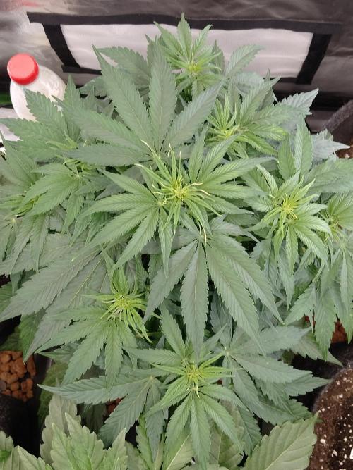 🛸Milky Way F1 RQS🦁. Week 5