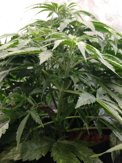 🛸Milky Way F1 RQS🦁. Week 5