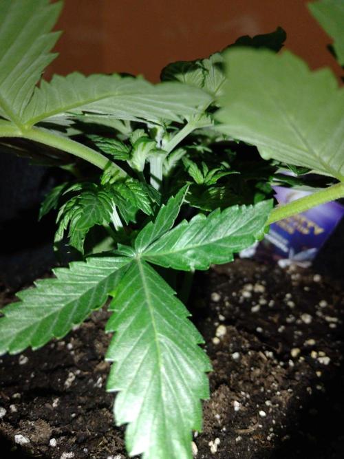 🥦Cime di Rap🥦 Zamnesia. Week 3