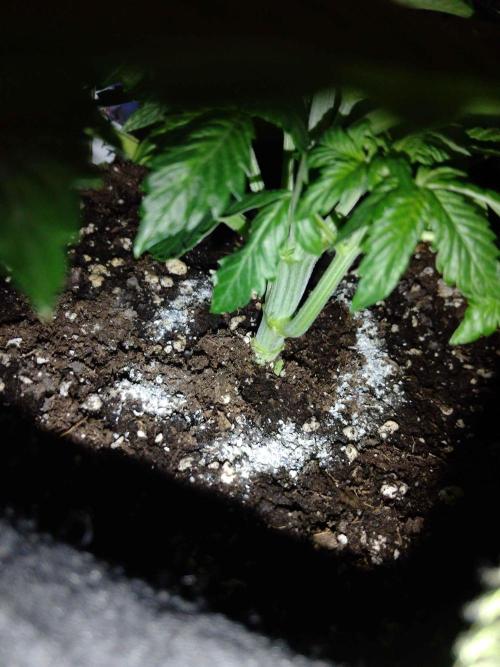 🥦Cime di Rap🥦 Zamnesia. Week 3