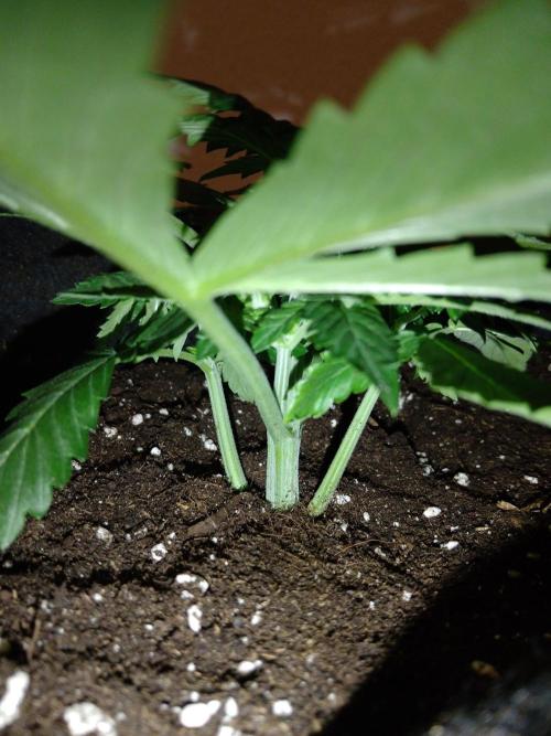 🥦Cime di Rap🥦 Zamnesia. Week 3