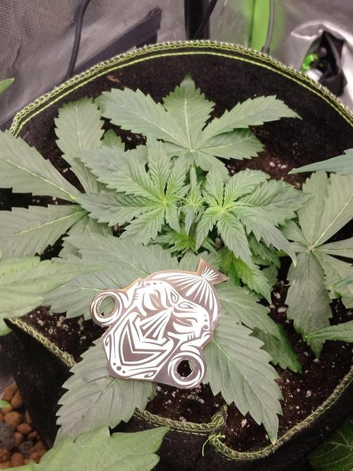 🥦Cime di Rap🥦 Zamnesia. Week 3