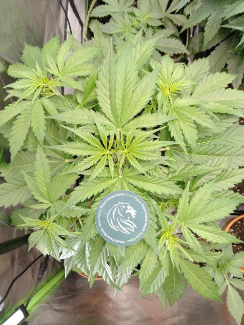 🧠💭Amnesia Haze Auto RQS🦁. Week 4