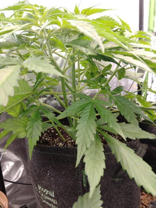 🧠💭Amnesia Haze Auto RQS🦁. Week 4