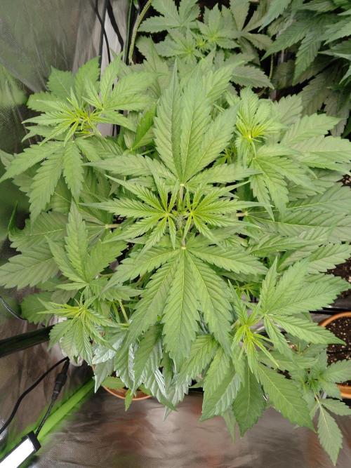 🧠💭Amnesia Haze Auto RQS🦁. Week 4