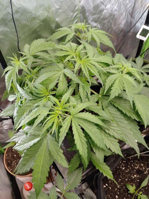 🧠💭Amnesia Haze Auto RQS🦁. Week 4