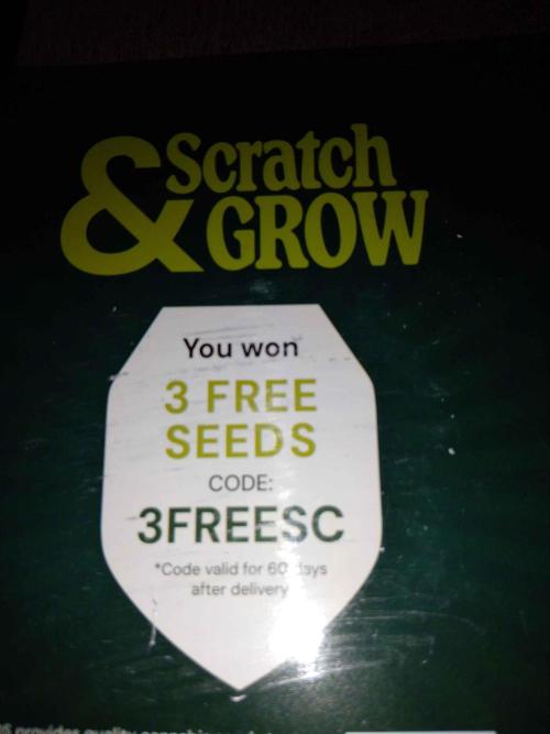 🧠💭Amnesia Haze Auto RQS🦁. Week 4