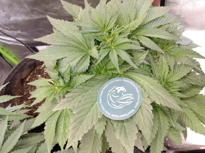 👑🦍Royal Gorilla Auto RQS🦁. Week 4