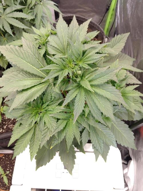 👑🦍Royal Gorilla Auto RQS🦁. Week 4