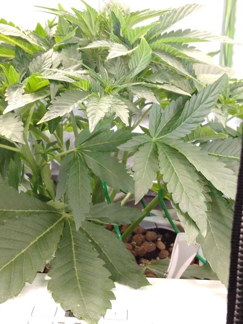 👑🦍Royal Gorilla Auto RQS🦁. Week 4