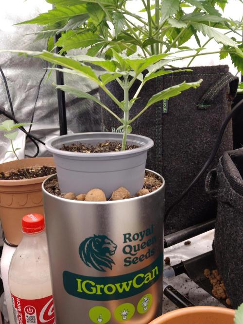 IGrowCan Sherbet Queen Auto RQS. Week 2