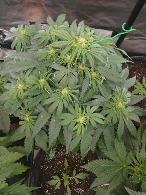 🛸Milky Way F1 RQS🦁. Week 6