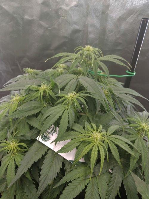 🛸Milky Way F1 RQS🦁. Week 6