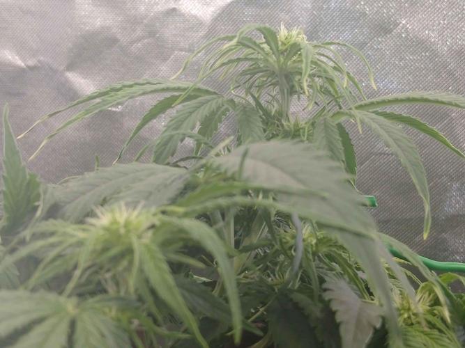 🛸Milky Way F1 RQS🦁. Week 6