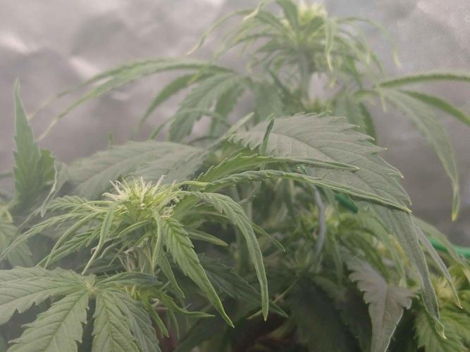 🛸Milky Way F1 RQS🦁. Week 6