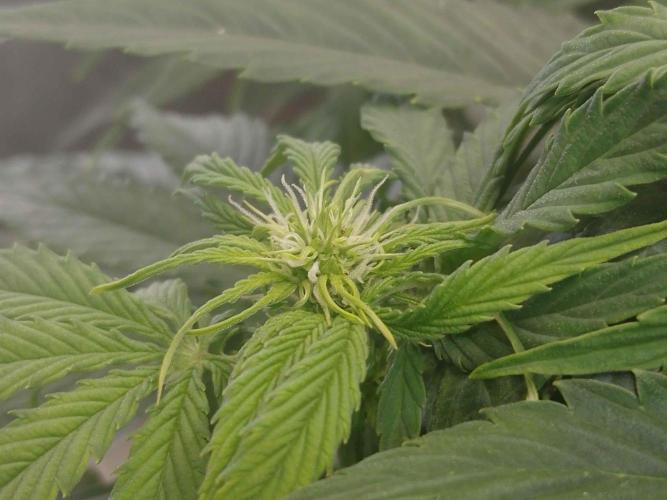 🛸Milky Way F1 RQS🦁. Week 6