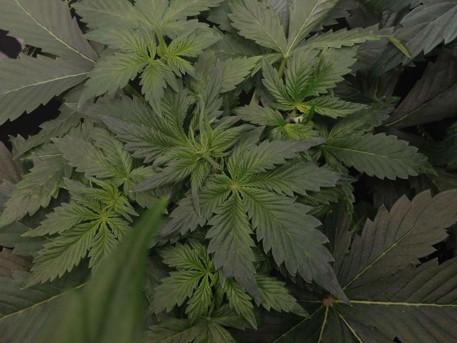 🥦Cime di Rap🥦 Zamnesia. Week 4