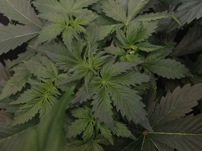 🥦Cime di Rap🥦 Zamnesia. Week 4