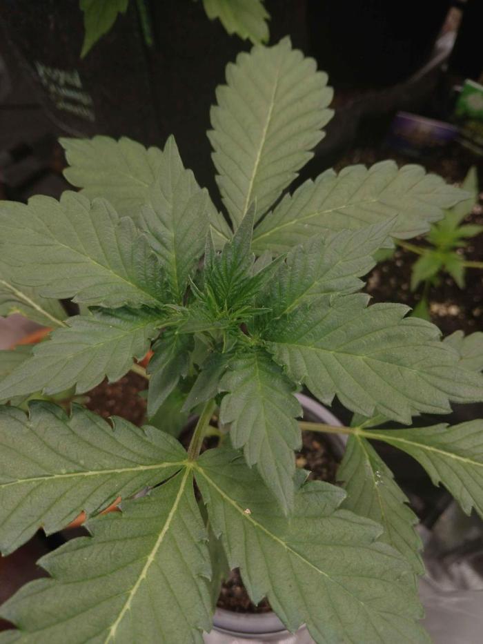 IGrowCan Sherbet Queen Auto RQS. Week 3