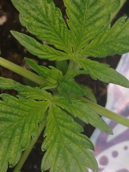 Zamnesia🍯Sticky Broccoli🥦EGC2026. Week 1