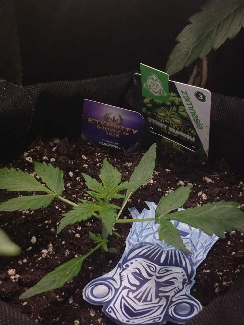 Zamnesia🍯Sticky Broccoli🥦EGC2026. Week 1