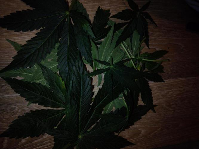 🛸Milky Way F1 RQS🦁. Week 6