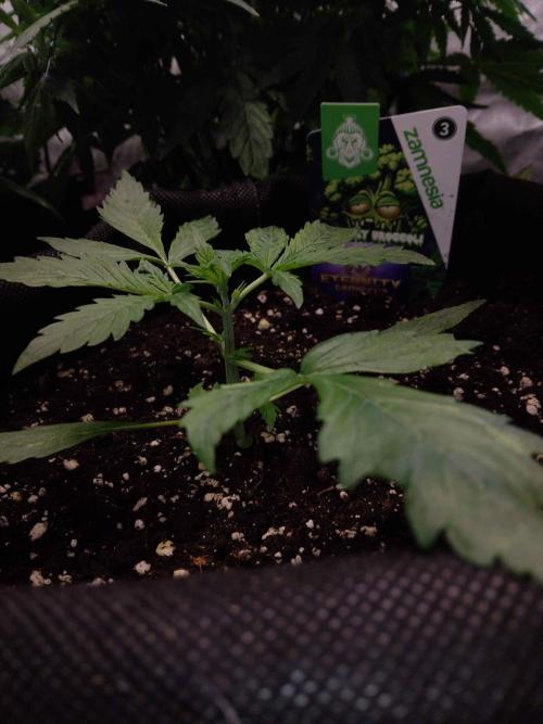 Zamnesia🍯Sticky Broccoli🥦EGC2026. Week 2