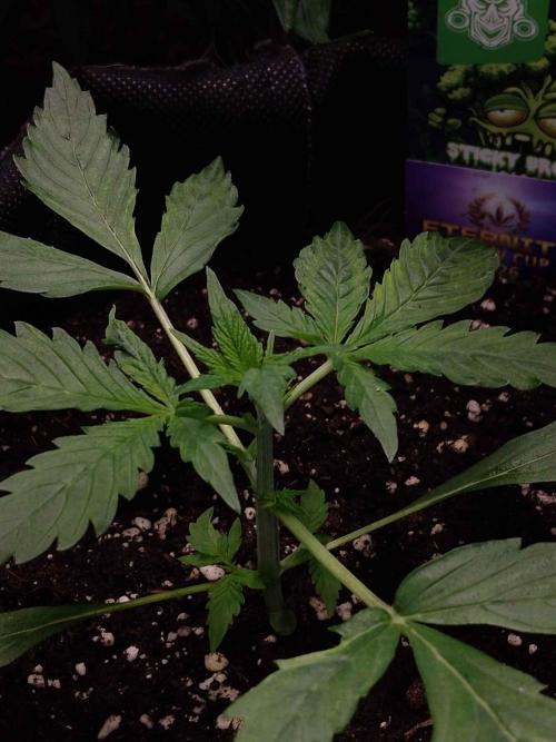 Zamnesia🍯Sticky Broccoli🥦EGC2026. Week 2