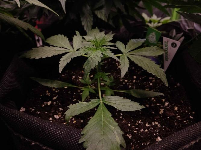 Zamnesia🍯Sticky Broccoli🥦EGC2026. Week 2