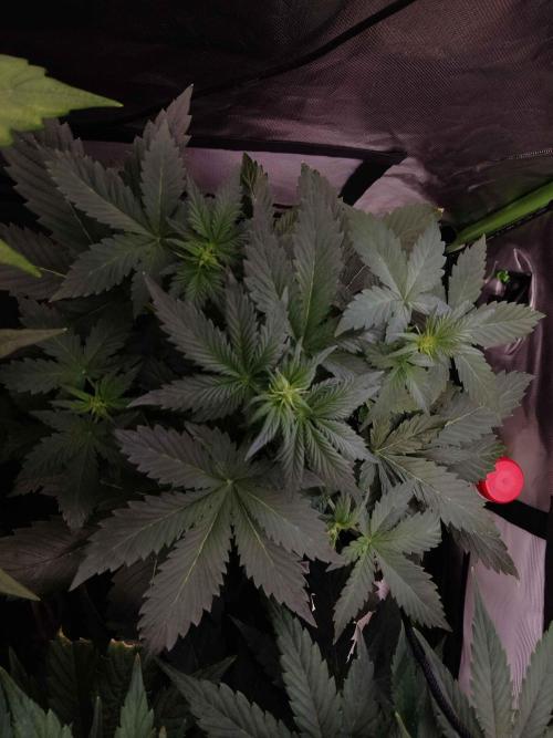 🥦Cime di Rap🥦 Zamnesia. Week 4