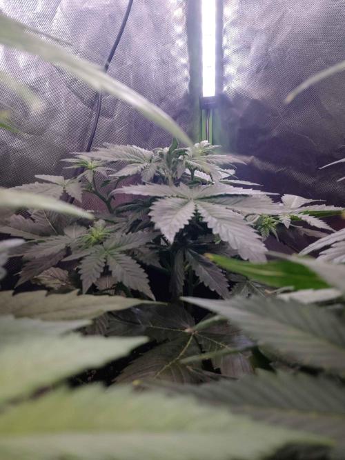 🥦Cime di Rap🥦 Zamnesia. Week 4