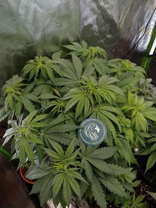 🧠💭Amnesia Haze Auto RQS🦁. Week 5