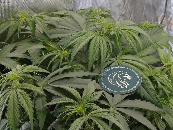 🧠💭Amnesia Haze Auto RQS🦁. Week 5