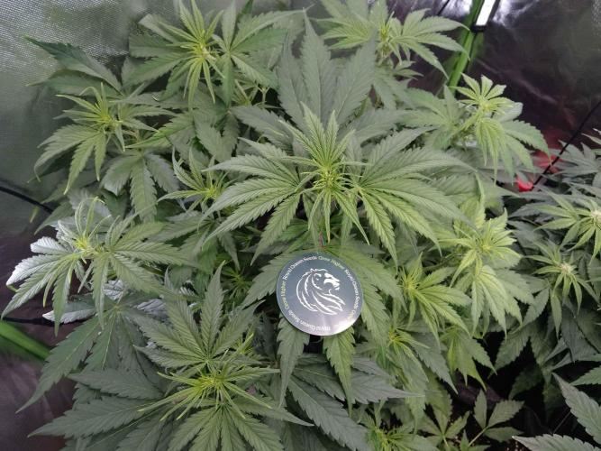 🧠💭Amnesia Haze Auto RQS🦁. Week 5