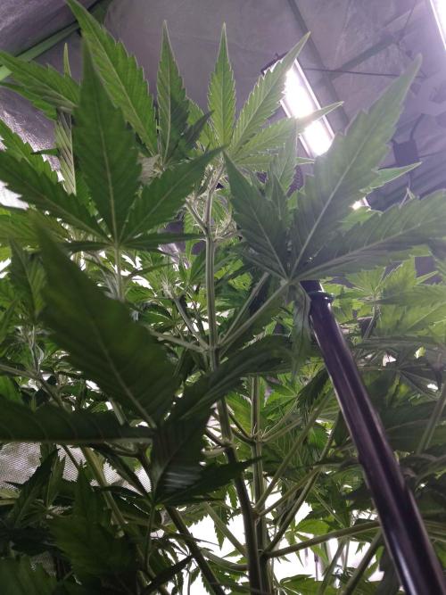 🧠💭Amnesia Haze Auto RQS🦁. Week 5