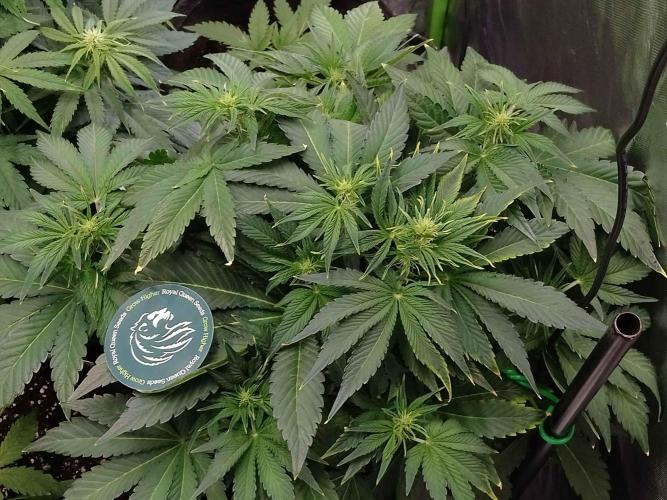 👑🦍Royal Gorilla Auto RQS🦁. Week 5