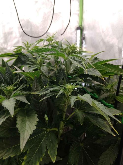 👑🦍Royal Gorilla Auto RQS🦁. Week 5