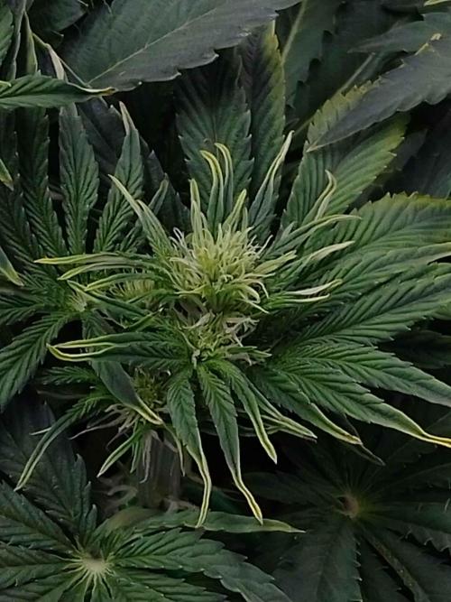 👑🦍Royal Gorilla Auto RQS🦁. Week 5